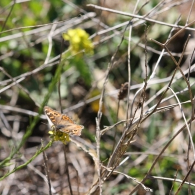 Junonia villida (Meadow Argus) at Deakin, ACT - 14 May 2019 by LisaH