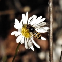 Melangyna viridiceps (Hover fly) at Wanniassa, ACT - 14 May 2019 by JohnBundock