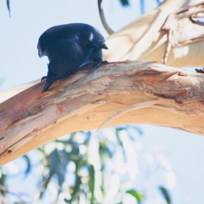 Corvus coronoides (Australian Raven) at Hughes, ACT - 14 May 2019 by LisaH