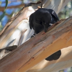 Corvus coronoides at Hughes, ACT - 14 May 2019 01:57 PM