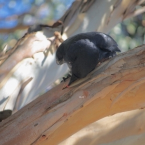 Corvus coronoides at Hughes, ACT - 14 May 2019