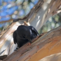 Corvus coronoides at Hughes, ACT - 14 May 2019