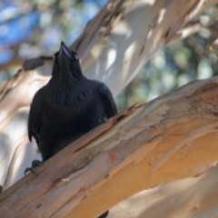 Corvus coronoides at Hughes, ACT - 14 May 2019 01:57 PM