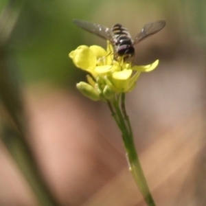 Melangyna sp. (genus) at Deakin, ACT - 14 May 2019