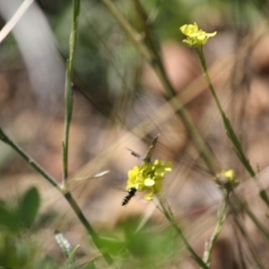 Melangyna sp. (genus) at Deakin, ACT - 14 May 2019