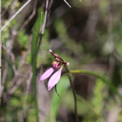 Eriochilus magenteus (Magenta Autumn Orchid) at Booth, ACT - 10 Feb 2019 by PeterR