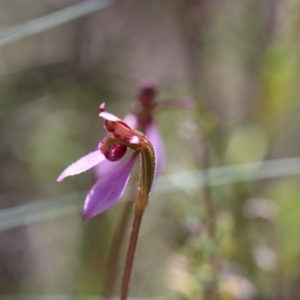 Eriochilus magenteus at Booth, ACT - suppressed