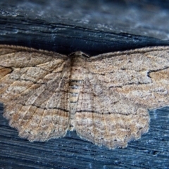 Ectropis excursaria (Common Bark Moth) at Banks, ACT - 11 May 2019 by UserfaKgHkxs