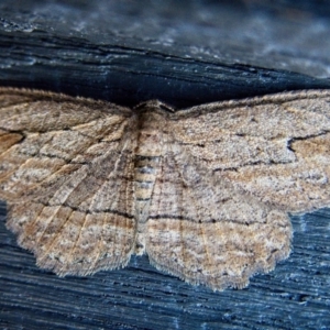 Ectropis excursaria at Banks, ACT - 11 May 2019 01:41 PM