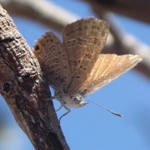 Acrodipsas myrmecophila at suppressed - 31 Oct 2018