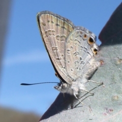 Acrodipsas myrmecophila at suppressed - 31 Oct 2018