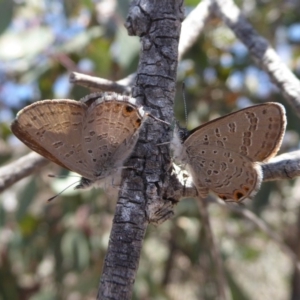 Acrodipsas myrmecophila at suppressed - 31 Oct 2018