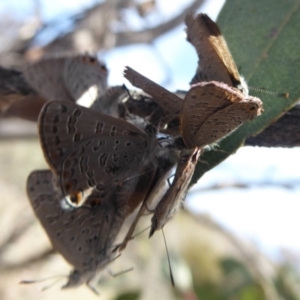 Acrodipsas myrmecophila at suppressed - 31 Oct 2018