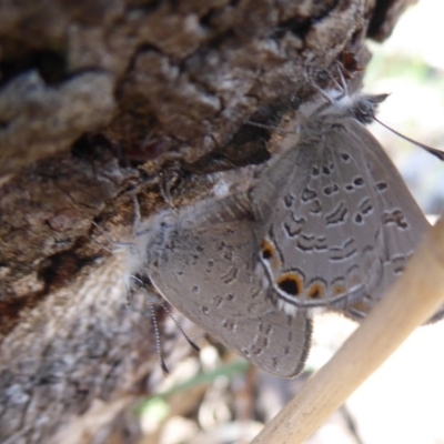 Acrodipsas myrmecophila (Small Ant-blue Butterfly) at Symonston, ACT - 31 Oct 2018 by Christine