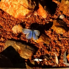 Zizina otis (Common Grass-Blue) at Hackett, ACT - 14 May 2019 by DonTaylor