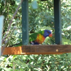 Trichoglossus moluccanus at Florey, ACT - 14 May 2019