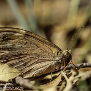 Heteronympha merope at Molonglo Valley, ACT - 4 May 2019