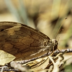 Heteronympha merope at Molonglo Valley, ACT - 4 May 2019 11:12 AM