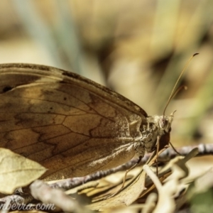 Heteronympha merope at Molonglo Valley, ACT - 4 May 2019