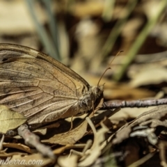 Heteronympha merope at Molonglo Valley, ACT - 4 May 2019