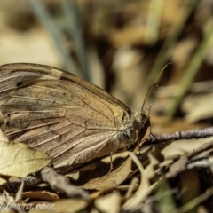 Heteronympha merope at Molonglo Valley, ACT - 4 May 2019 11:12 AM