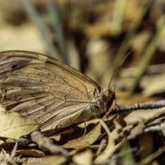 Heteronympha merope at Molonglo Valley, ACT - 4 May 2019 11:12 AM