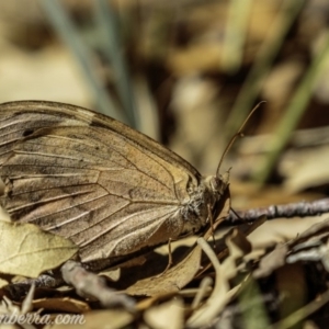 Heteronympha merope at Molonglo Valley, ACT - 4 May 2019