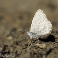 Zizina otis (Common Grass-Blue) at Molonglo Valley, ACT - 4 May 2019 by BIrdsinCanberra