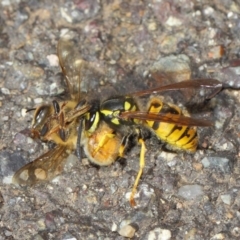 Vespula germanica (European Wasp, German Yellowjacket Wasp) at Acton, ACT - 11 May 2019 by TimL