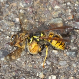 Vespula germanica at Acton, ACT - 11 May 2019 01:28 PM