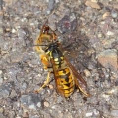 Vespula germanica at Acton, ACT - 11 May 2019 01:28 PM