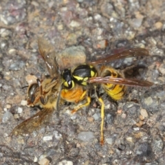 Vespula germanica at Acton, ACT - 11 May 2019 01:28 PM