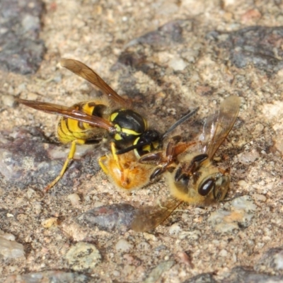 Vespula germanica (European wasp) at Acton, ACT - 11 May 2019 by TimL