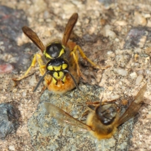 Vespula germanica at Acton, ACT - 11 May 2019