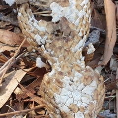 Tiliqua rugosa (Shingleback Lizard) at Majura, ACT - 14 May 2019 by AaronClausen