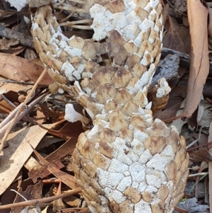 Tiliqua rugosa at Majura, ACT - 14 May 2019 11:57 AM