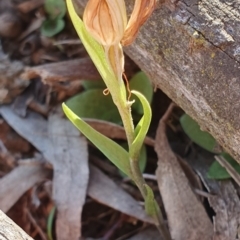 Diplodium truncatum (Little Dumpies, Brittle Greenhood) at Hackett, ACT - 14 May 2019 by AaronClausen