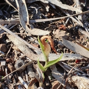 Diplodium truncatum at Hackett, ACT - 14 May 2019