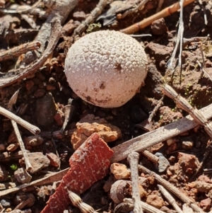 zz puffball at Hackett, ACT - 14 May 2019 12:59 PM