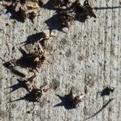 Tribulus terrestris (Caltrop, Cat-head) at Fyshwick, ACT - 14 May 2019 by Mike