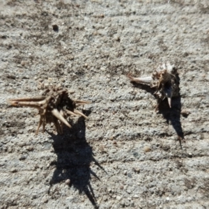 Tribulus terrestris at Fyshwick, ACT - 14 May 2019 11:09 AM