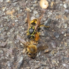 Vespula germanica (European wasp) at Acton, ACT - 11 May 2019 by TimL