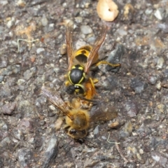 Vespula germanica (European Wasp, German Yellowjacket Wasp) at Acton, ACT - 11 May 2019 by TimL
