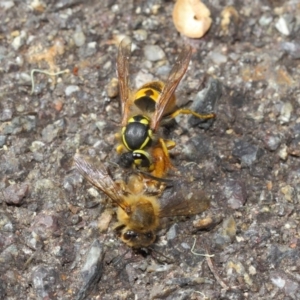 Vespula germanica at Acton, ACT - 11 May 2019 01:30 PM