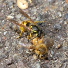 Vespula germanica at Acton, ACT - 11 May 2019 01:30 PM