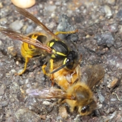 Vespula germanica at Acton, ACT - 11 May 2019 01:30 PM