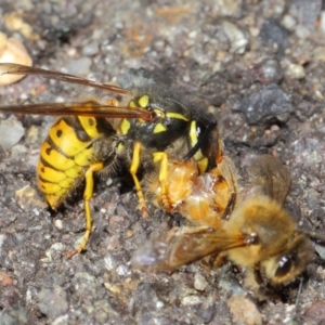 Vespula germanica at Acton, ACT - 11 May 2019 01:30 PM