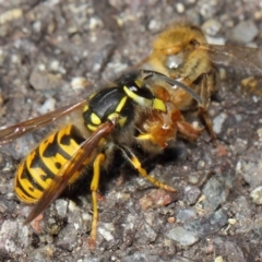 Vespula germanica at Acton, ACT - 11 May 2019