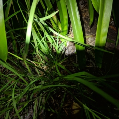 Limnodynastes dumerilii (Eastern Banjo Frog) at Moss Vale, NSW - 29 Mar 2019 by Margot