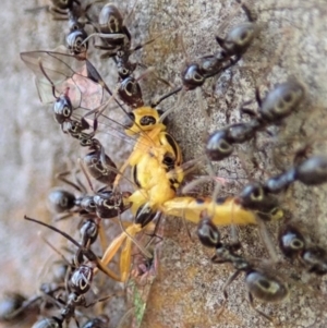 Ichneumonidae (family) at Dunlop, ACT - 13 May 2019 04:08 PM